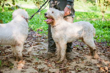 Dog in the wood searching truffle