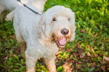 Dog in the wood searching truffle