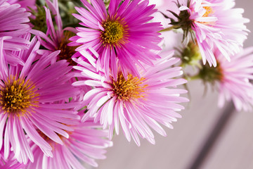 Obraz premium Pink daisies in a bunch