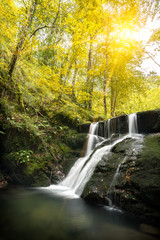 Autumn landscape scene in a beech forest with a stream of flowing river forming a waterfall on mossy green rocks, and sunbeams passing through yellow tree leaves, in Asturias, Spain, Europe.