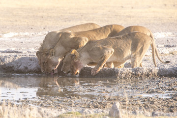 lions at a waterhole