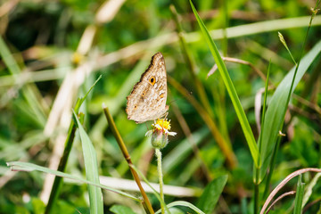 Close up butterfly