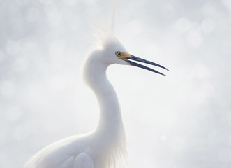 Snowy Egret Portrait