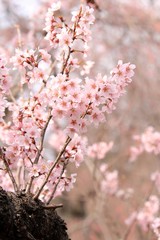 東海桜