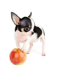 One puppy and apple