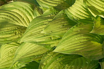 Leaves of hosta