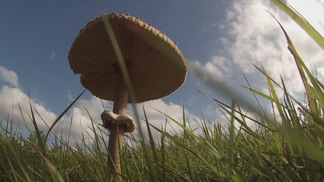 Meadow with wild edible mushrooms parasol mushrooms.
