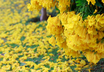 Yellow flowers fall on natural green field .