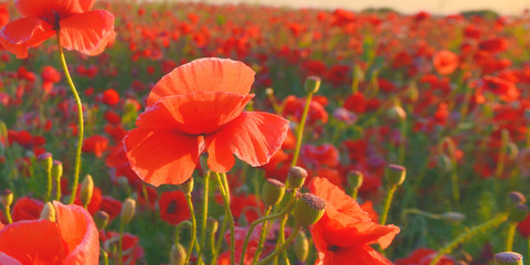 Fototapeta premium Poppies