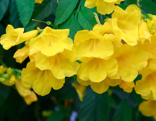 Yellow flowers with natural green leaves background .