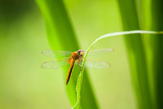 Dragonfly on green leaf