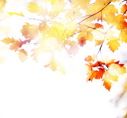 Fototapeta na wymiar autumn leaves bokeh background