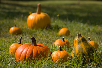 Pumpkins lying in a grass in the garden, autumn harvest, scattered pumpkins in sunlight 