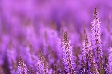 Purple Sea of Salvia Flowers Background