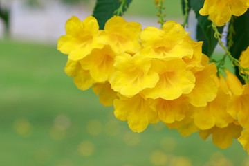 Yellow flowers with natural green leaves background .