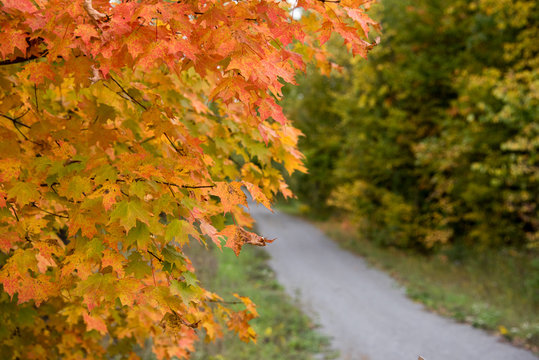 Orange maple leaves hanging over pathway