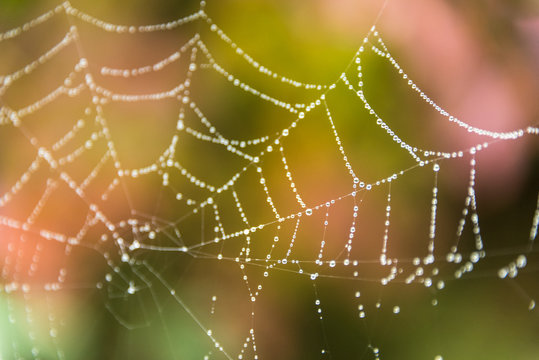 dew-covered spider web with fall color in background