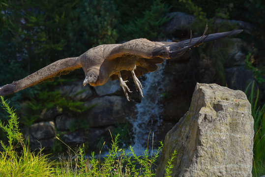 avvoltoio spicca il volo dal sasso