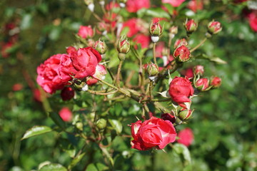 Obraz premium Flowers from Powis Castle gardens in Wales