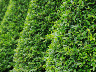 tropical green trees