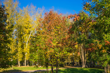 Autumn park with colorful trees