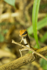 Lizard - ropewalker, the national park in Thailand