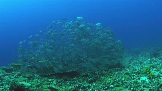 School of Blue Trevallies on a coral reef.  Carangidae - Carangoides ferdau, 4k footage
