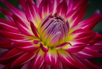 Closeup of a purple pink and white colored dahlia flower