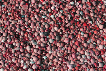 marine clams texture