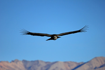 A female adult andean condor flying over the mountains of Colca canyon - one of the deepest canyons...