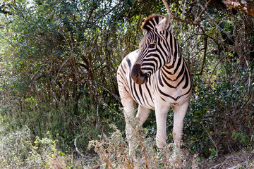 Burchells Zebra Looking Left