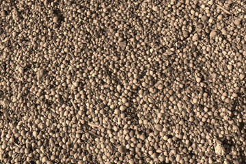 marine clams texture