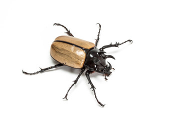 Five-horned Rhinoceros Beetle