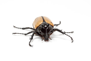 Five-horned Rhinoceros Beetle