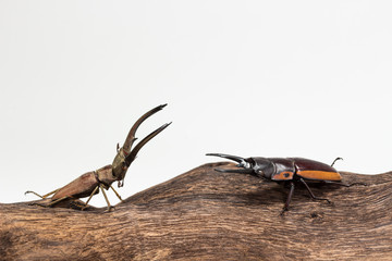 Fighting of Stag Beetle