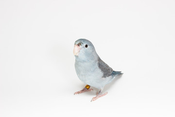 Mauve Forpus Parakeet, Bird