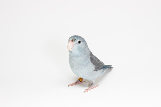 Mauve Forpus Parakeet, Bird
