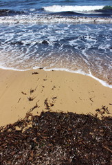 Seetang,Algen,Strand,Meer