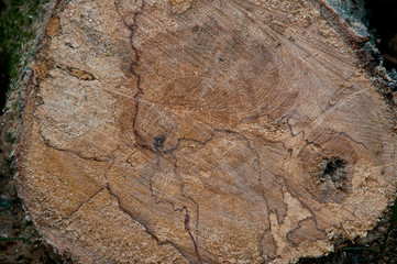 slice of tree trunk