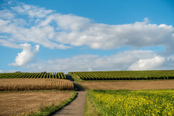 Landschaft mit Rapsfeld