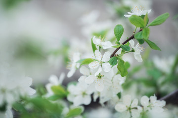 White Cherry Flowers Branch On The Foreground Picture
