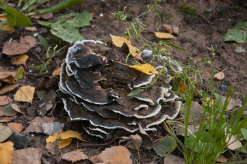 tree fungus