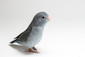 Mauve Forpus Parakeet, Bird