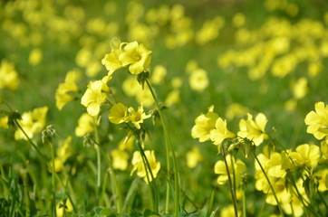 Beautiful yellow flowers