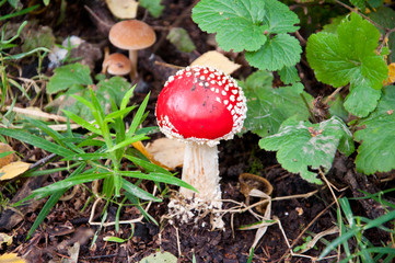 mushroom