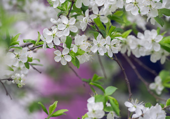 White Cherry Flowers Branch On The Foreground Picture