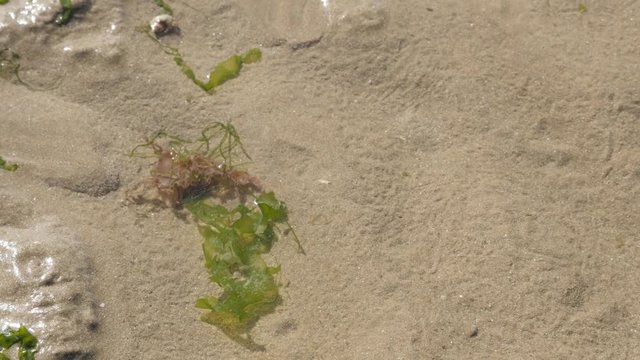 Hidding in a shallow ocean water Pagurus bernhardus organism 4K 2160p 30fps UltraHD footage - Common marine hermit soldier crab in the snail house 3840X2160 UHD video 