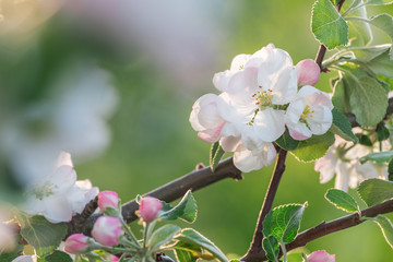 Cherry Flower Branch Close Up Picture