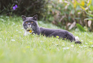 Cat on the grass