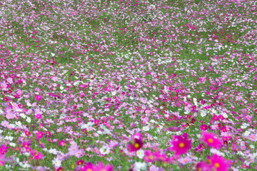 秋桜